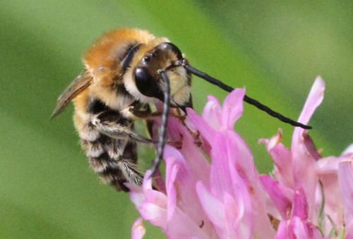 Réf. 324 205 : Eucera sp.